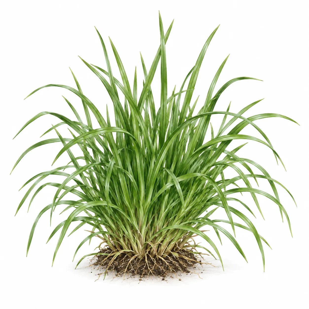 perennial ryegrass