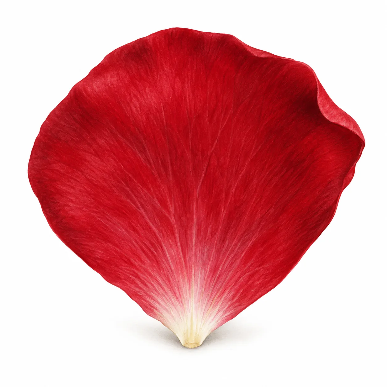 petal