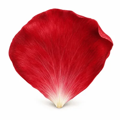 petal