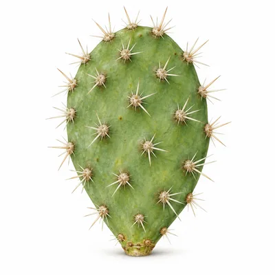 épine foliaire