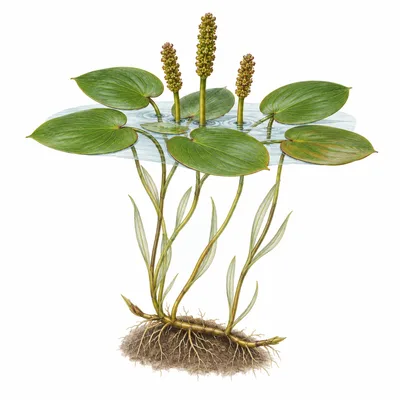 pondweed