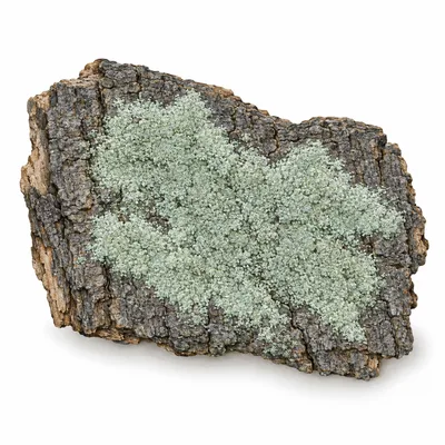 powder lichen