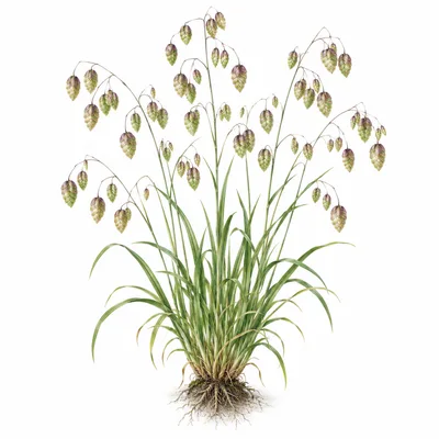 quaking grass
