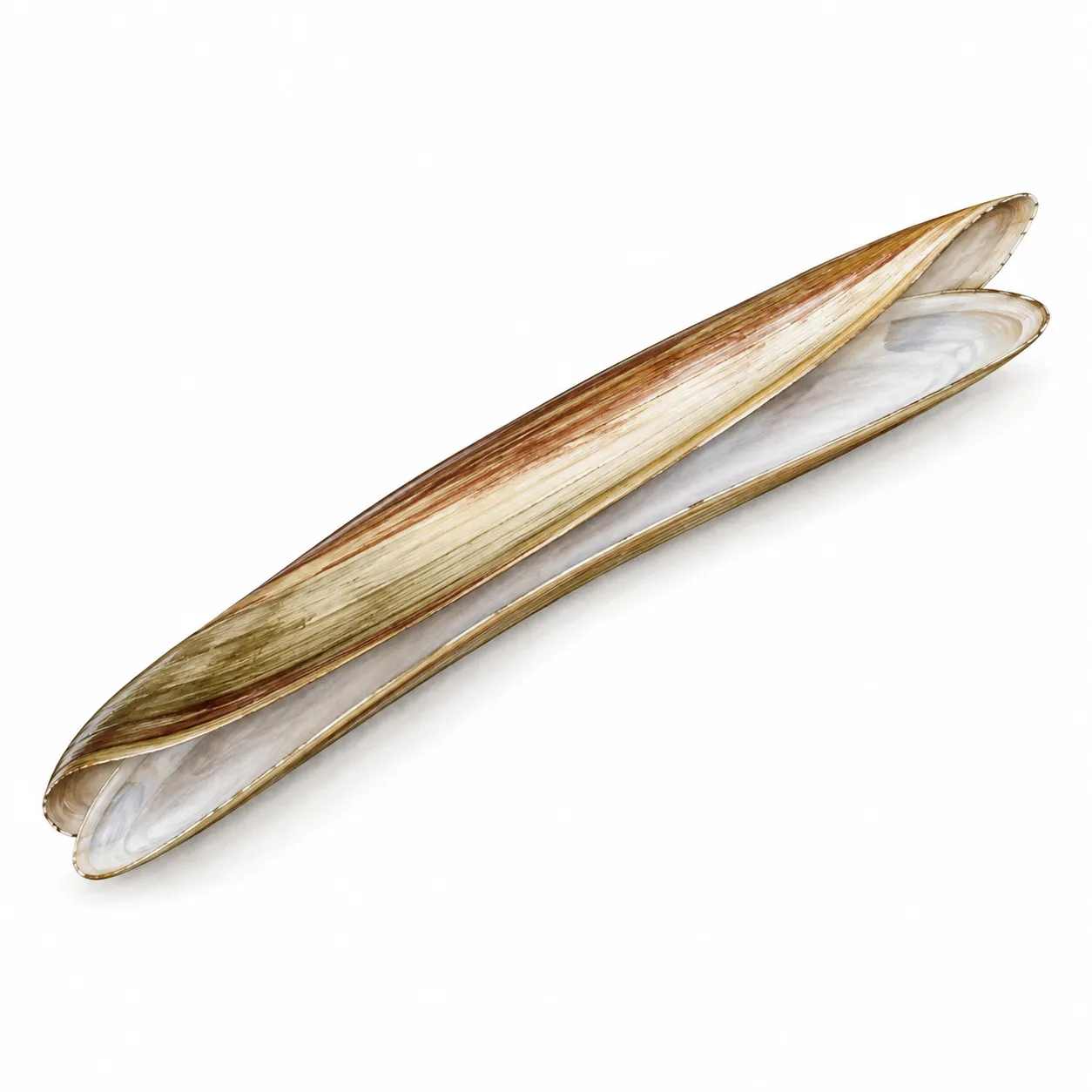 razor clam shell