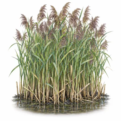 reed bed