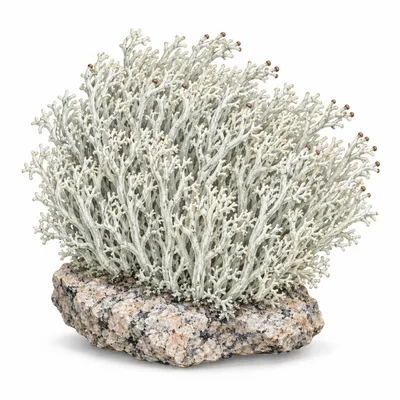 reindeer lichen
