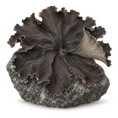 rock tripe