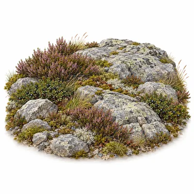 rocky heath