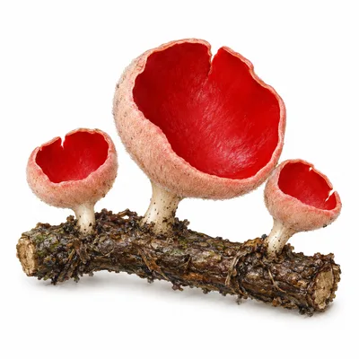 Sarcoscypha austriaca
