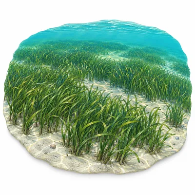 seagrass meadow
