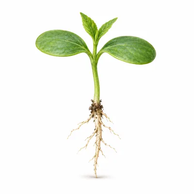 frøplante