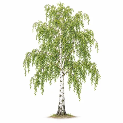 birch
