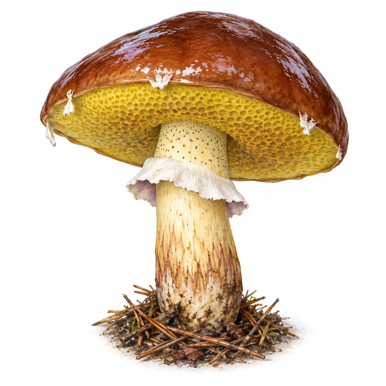 slippery jack