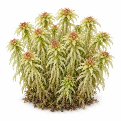 sphagnum moss