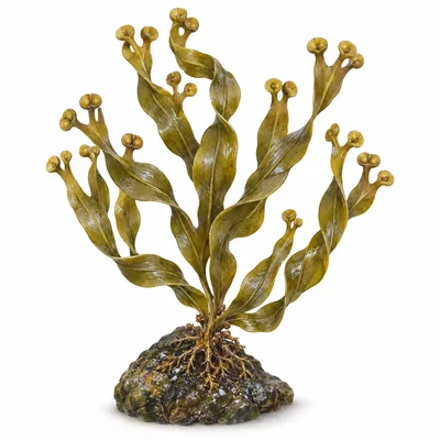 spiral wrack
