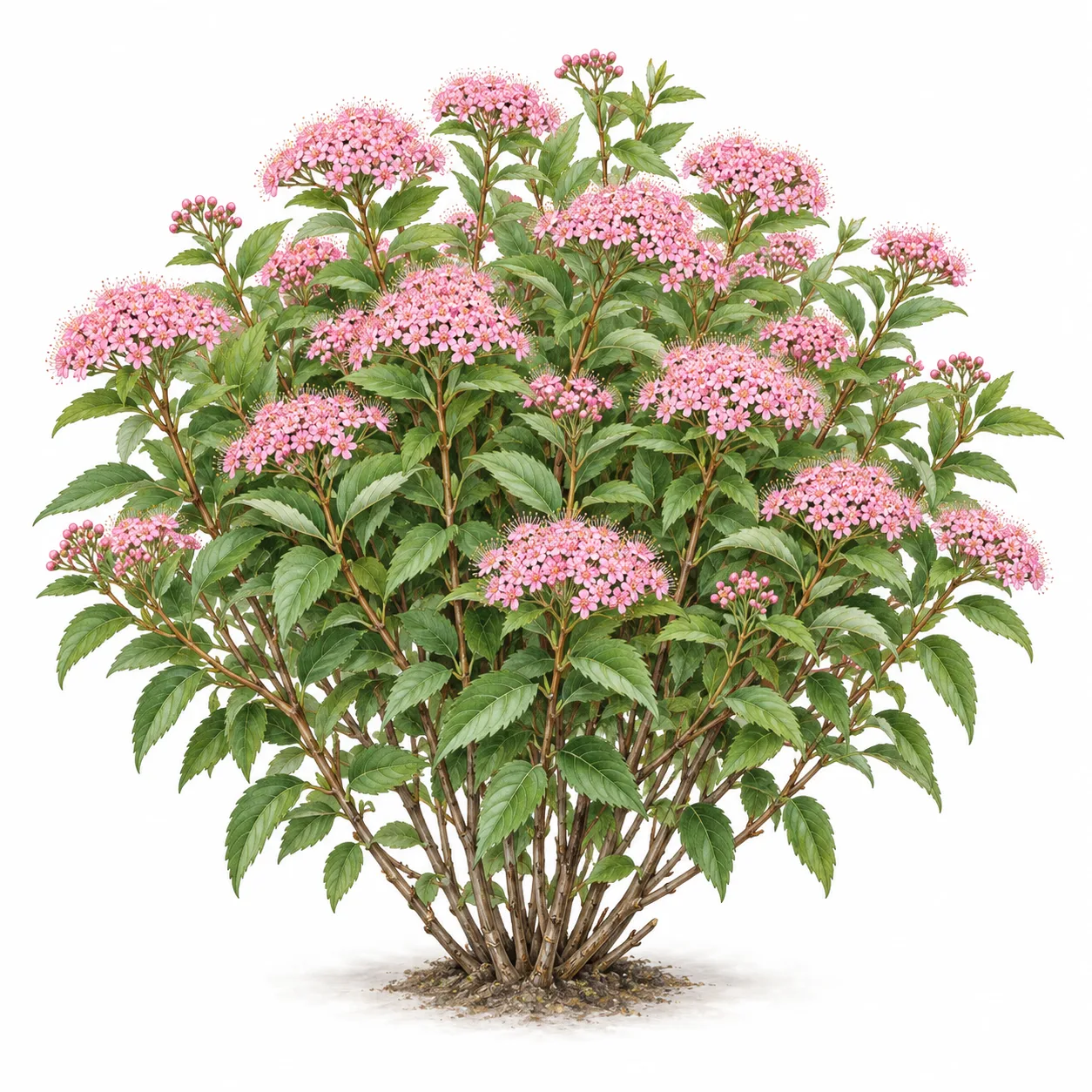 espirea
