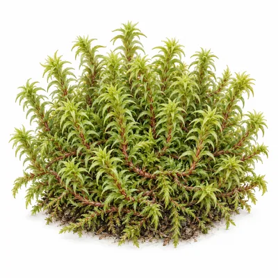 springy turf moss