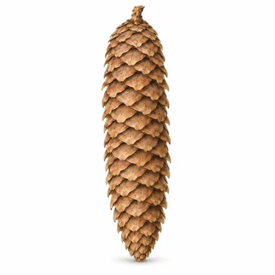 spruce cone