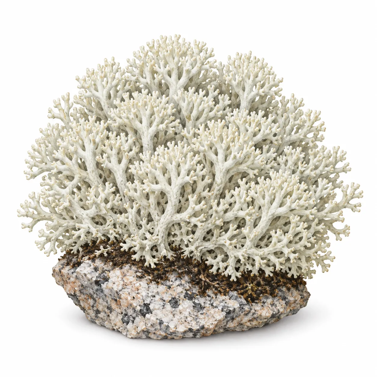 star-tipped reindeer lichen