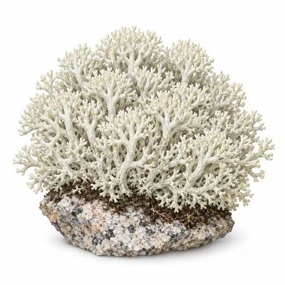 star-tipped reindeer lichen