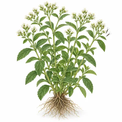 stevia plant