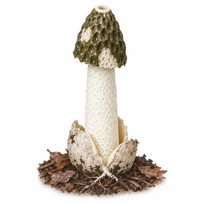 stinkhorn