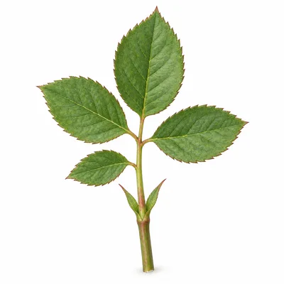 stipule
