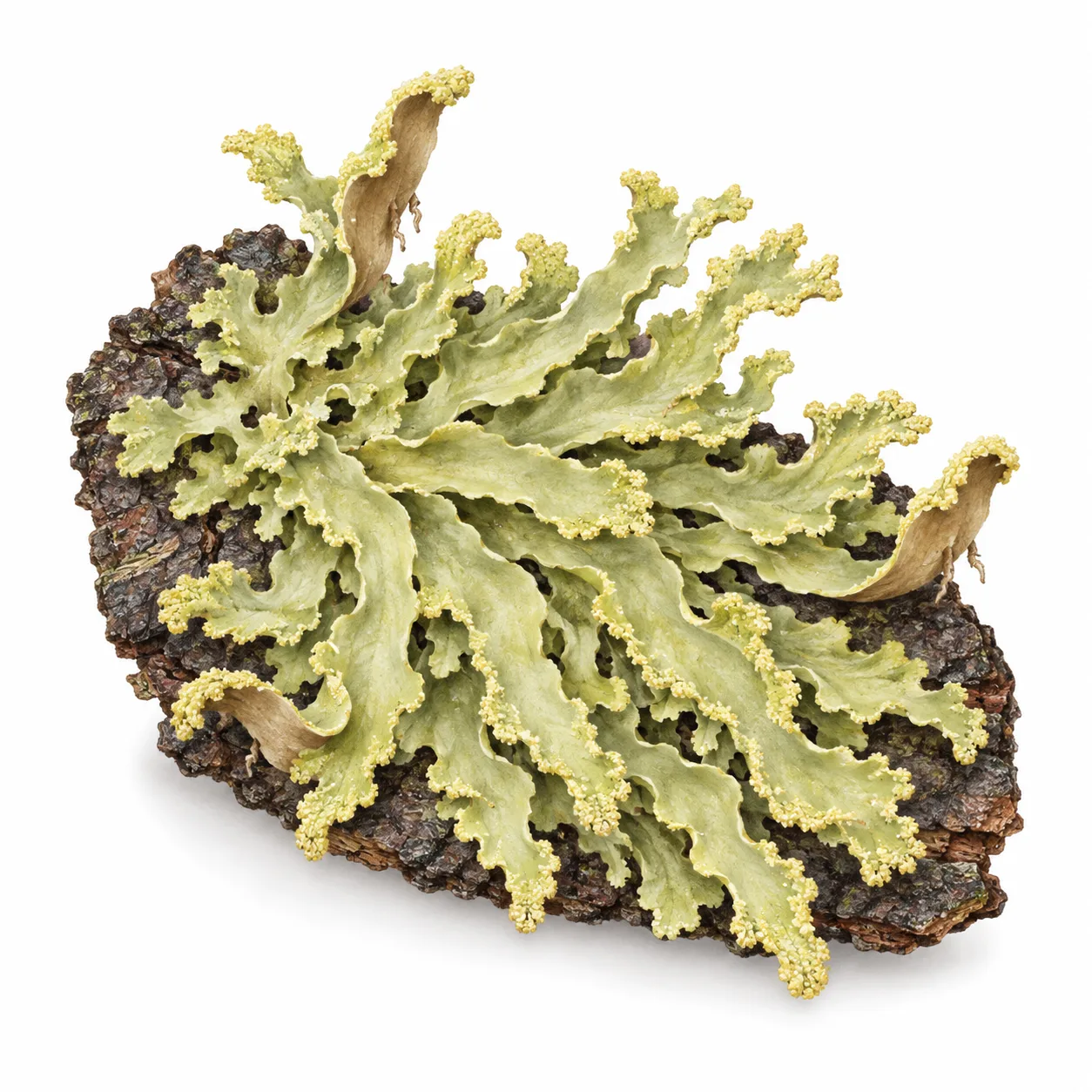 Usnocetraria oakesiana