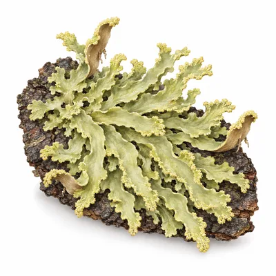 strap lichen