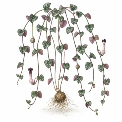 string of hearts plant