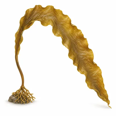 sugar kelp