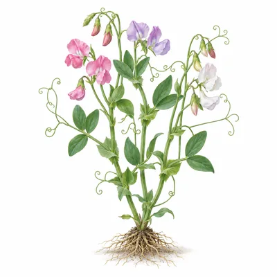sweet pea