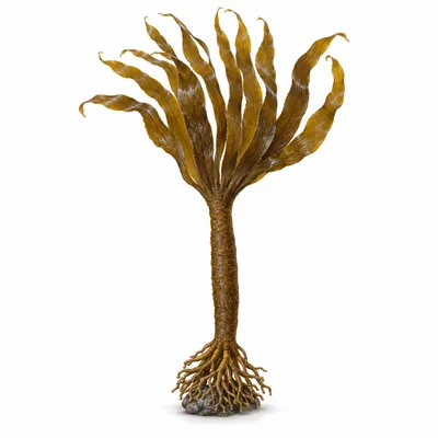 tangle kelp