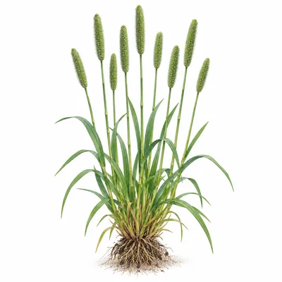 timothy grass