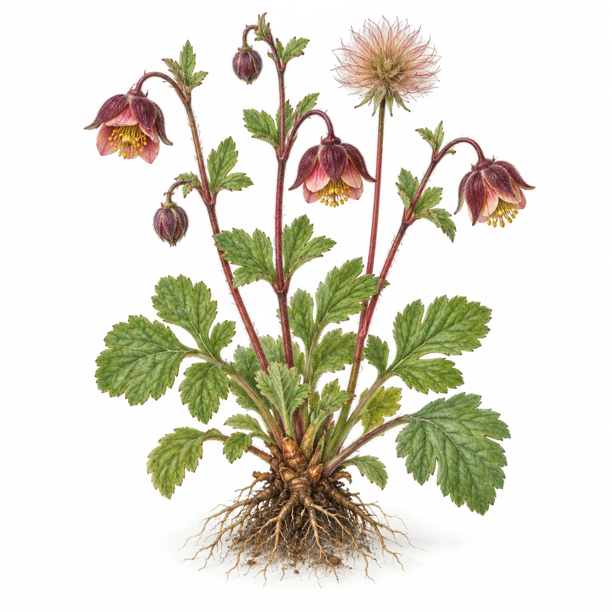water avens