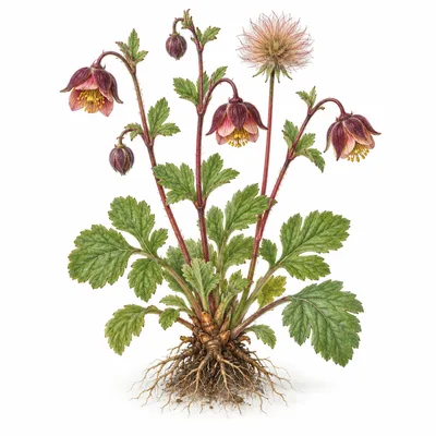 water avens