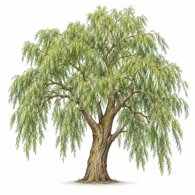 willow