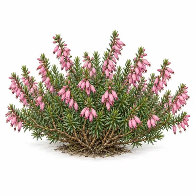 Erica carnea