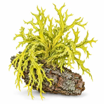 wolf lichen