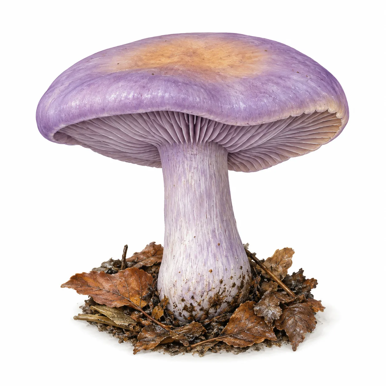 wood blewit